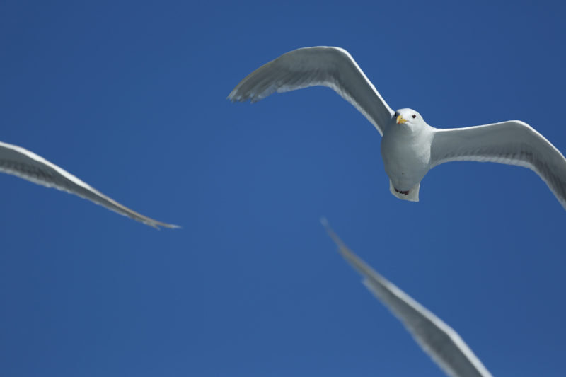 Glaucous-Wingled Gulls