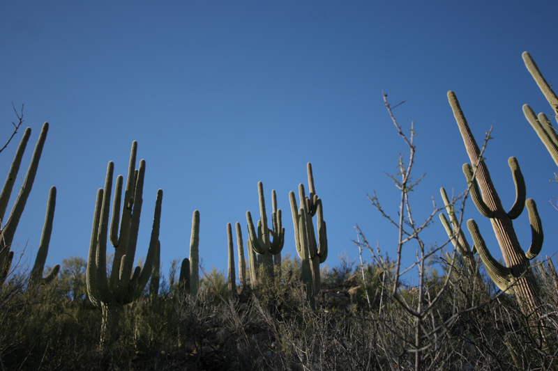 Saguaro view